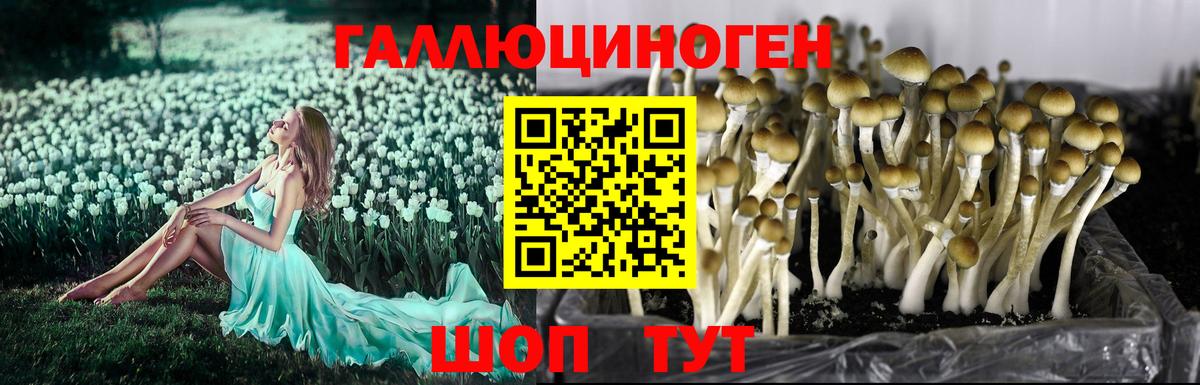 Псилоцибиновые грибы Psilocybine cubensis Скопин
